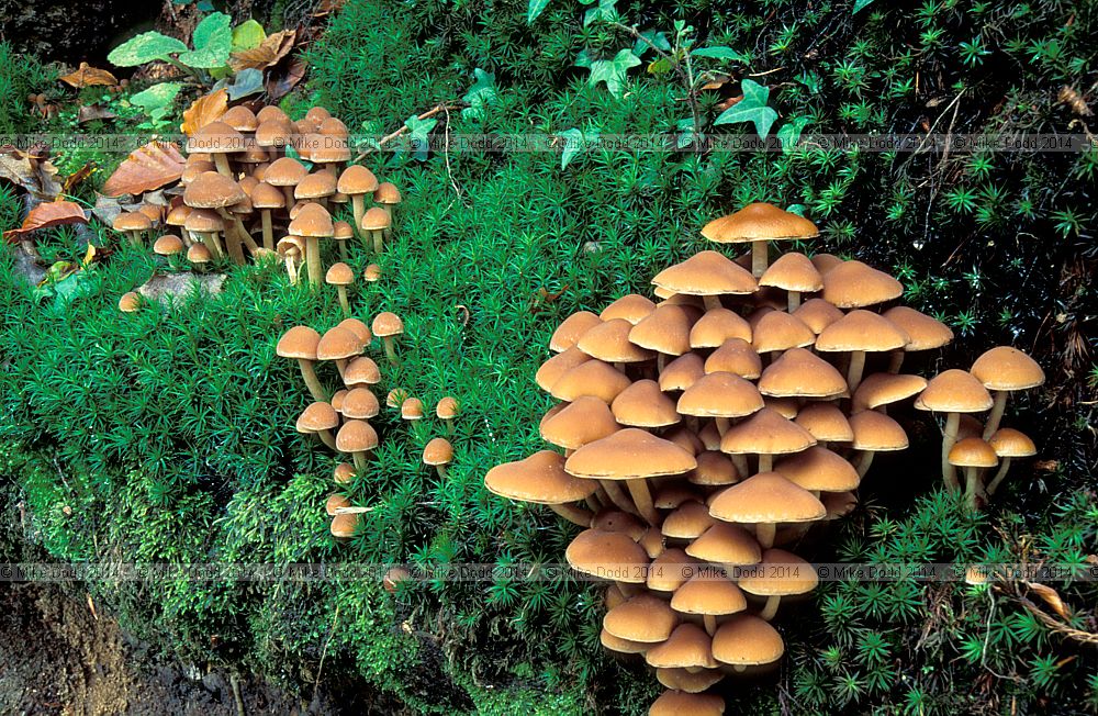 Psathyrella hydrophila syn Psathyrella piluliformis Common stump brittlestem