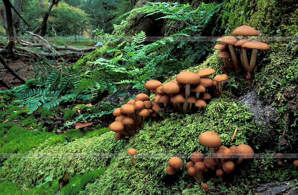 Psathyrella hydrophila syn Psathyrella piluliformis Common stump brittlestem