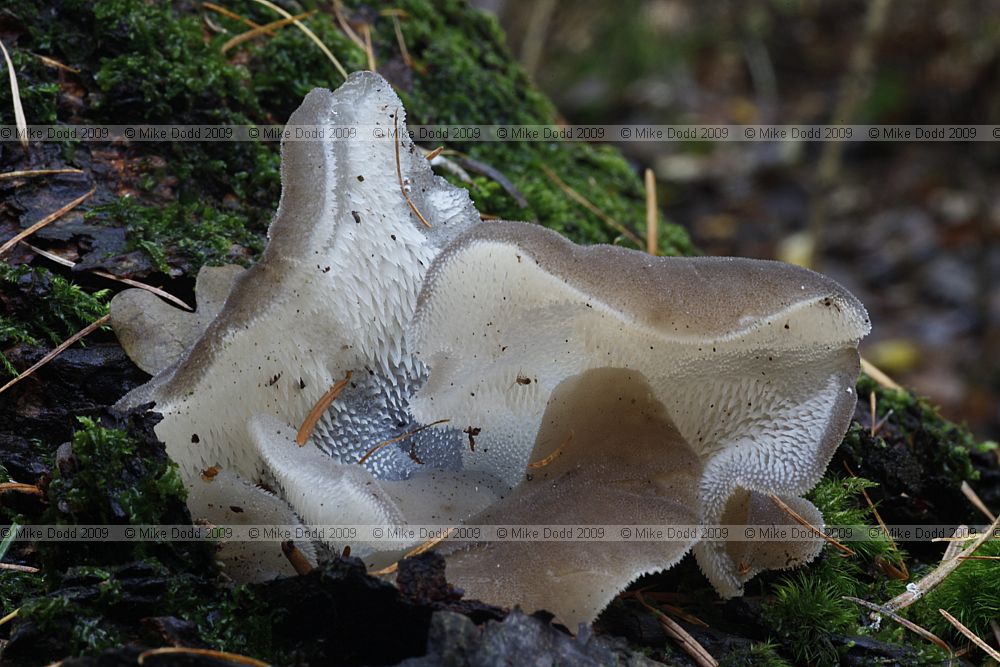 Pseudohydnum gelatinosum Jelly Tooth