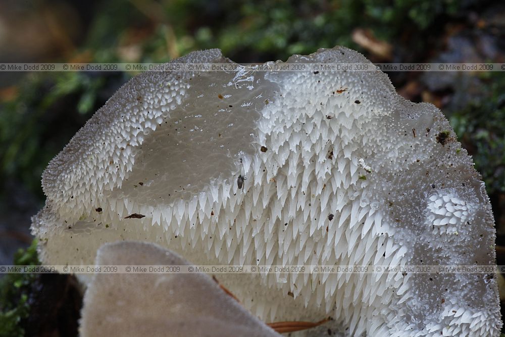 Pseudohydnum gelatinosum Jelly Tooth