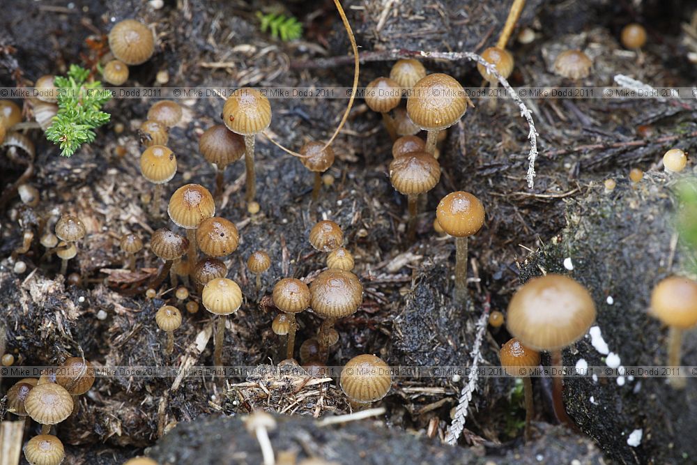 Psilocybe coprophila