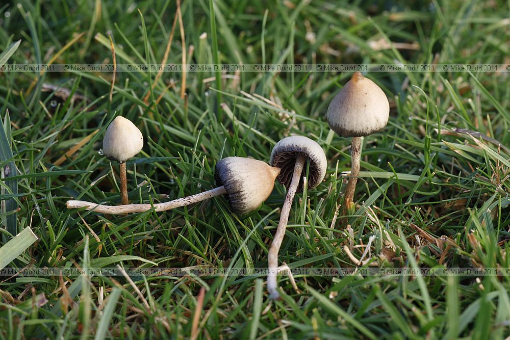 Psilocybe semilanceata Magic Mushroom or Liberty cap