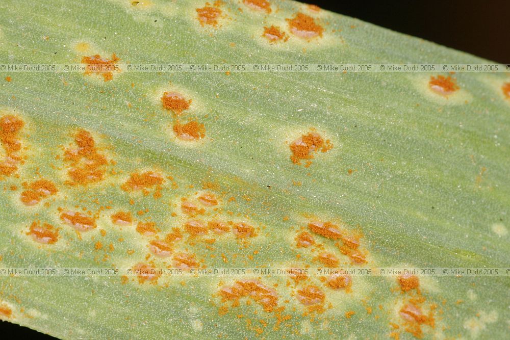 Puccinia allii Rust on cultivated garlic