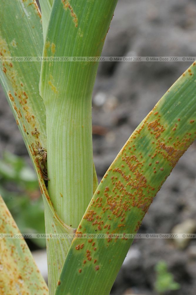 Puccinia allii Rust on cultivated garlic