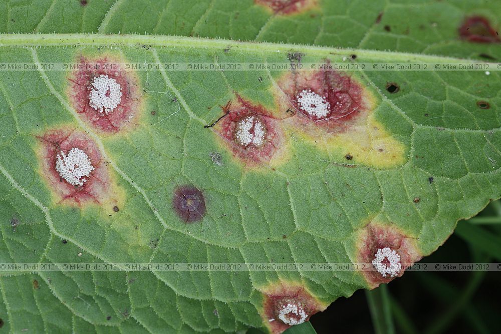 Puccinia phragmitis
