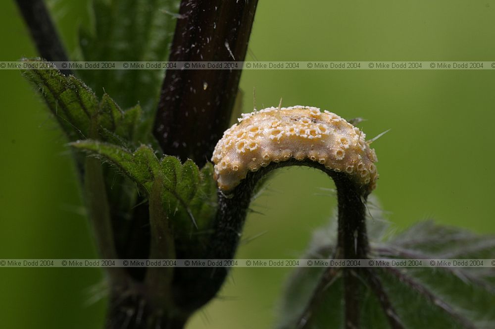Puccinia urticata var. urticata