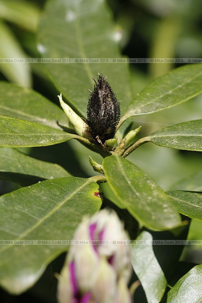 Pycnostysanus azaleae Bud blast
