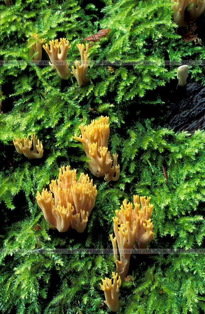 Ramaria sp.
