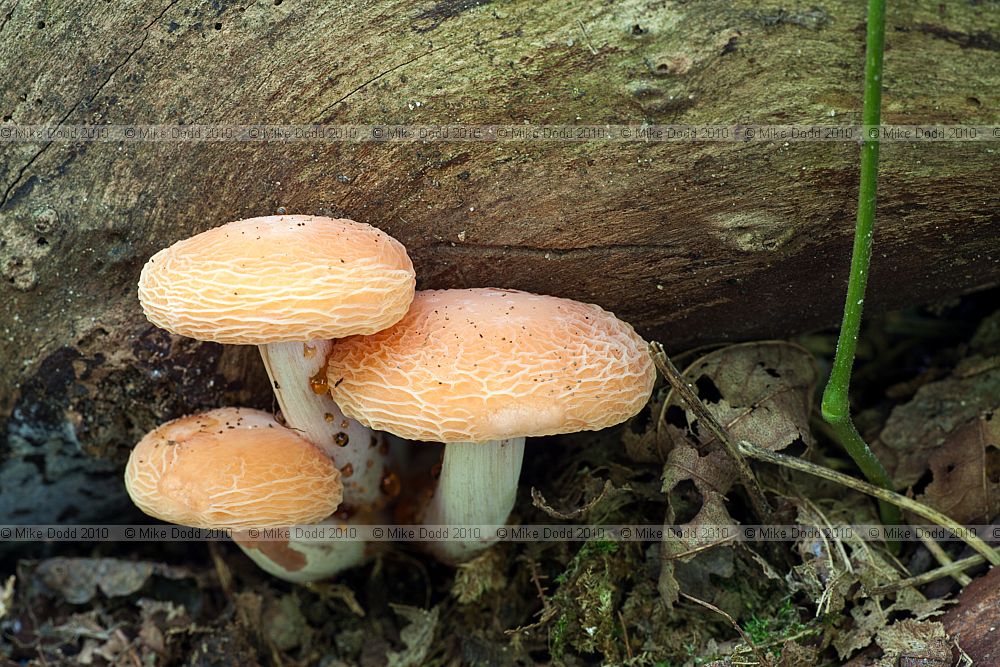 Rhodotus palmatus Wrinkled Peach