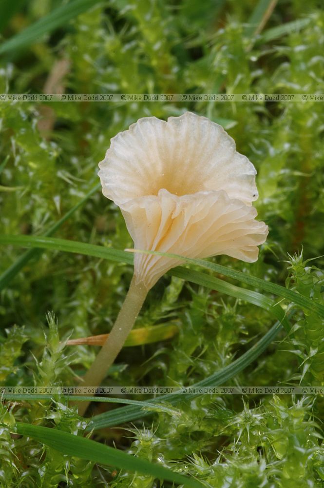 Rickenella fibula Orange Mosscap