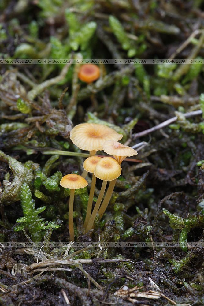 Rickenella fibula Orange Mosscap