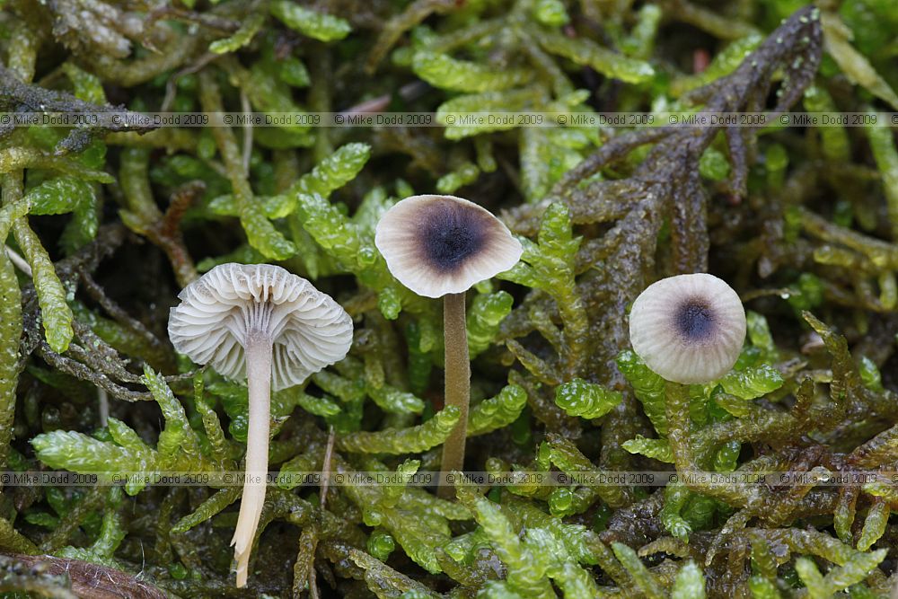 Rickenella swartzii Collared Mosscap