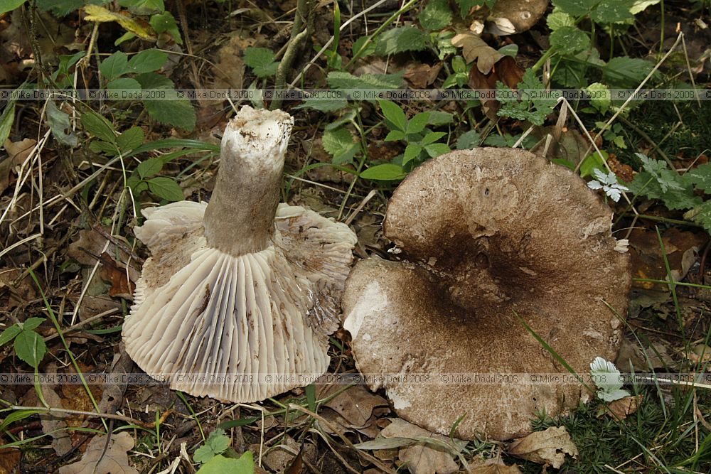 Russula albonigra possibly as not as big and meaty as R. nigricans