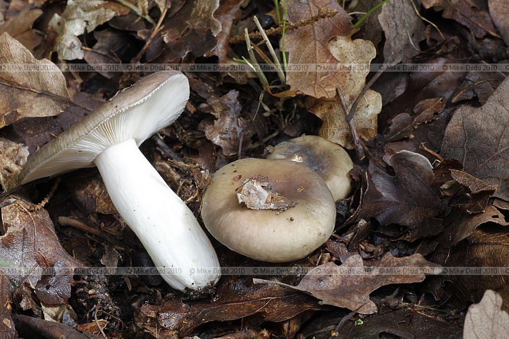 Russula amoenolens (?)