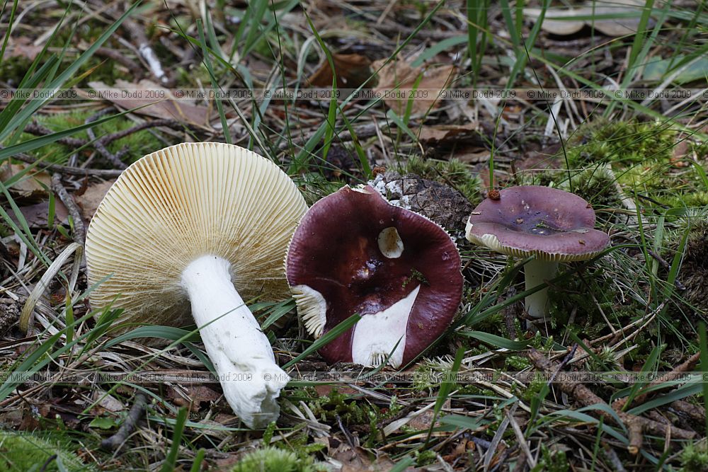 Russula caerulea Humpback Brittlegill (?)