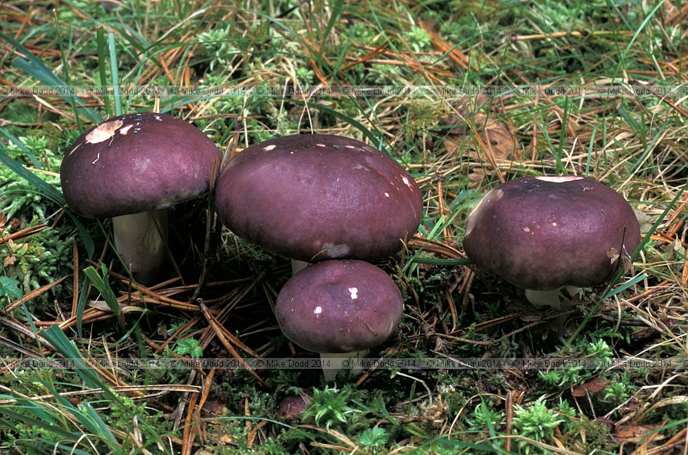 Russula caerulea Humpback brittlegill