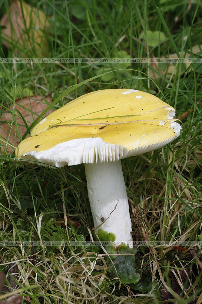 Russula claroflava Yellow Swamp Brittlegill