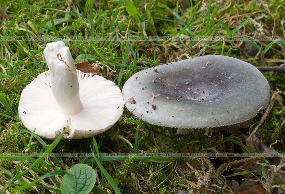 Russula cyanoxantha Charcoal Burner (?)