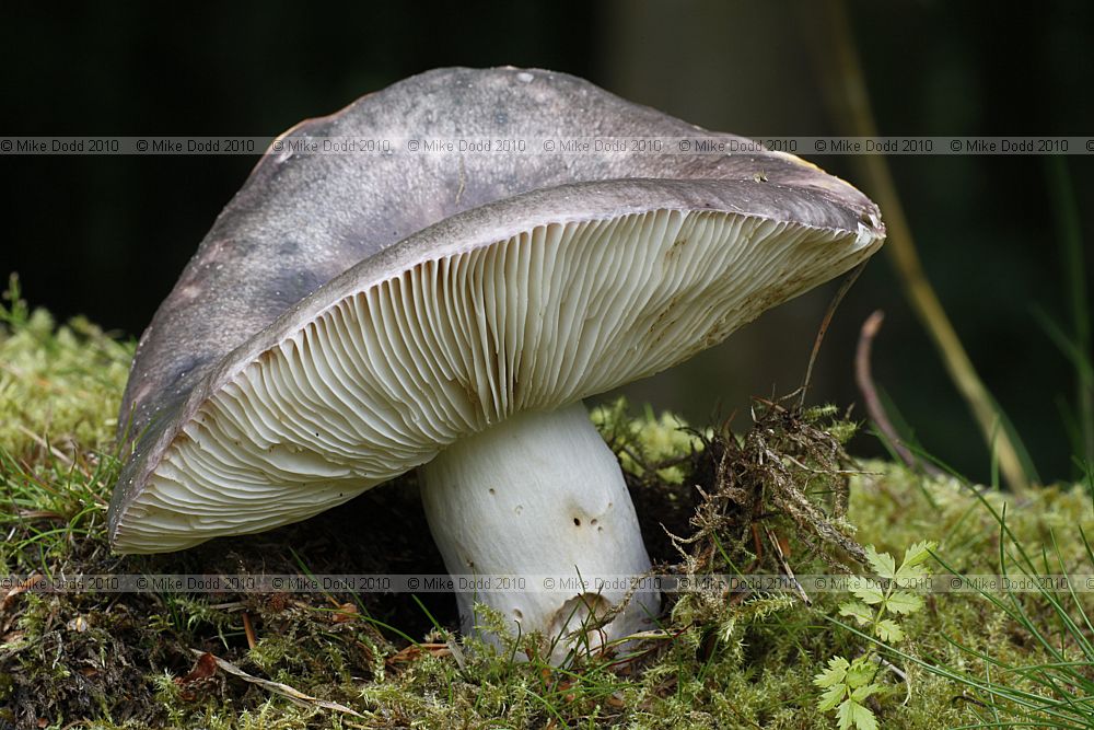 Russula cyanoxantha Charcoal Burner