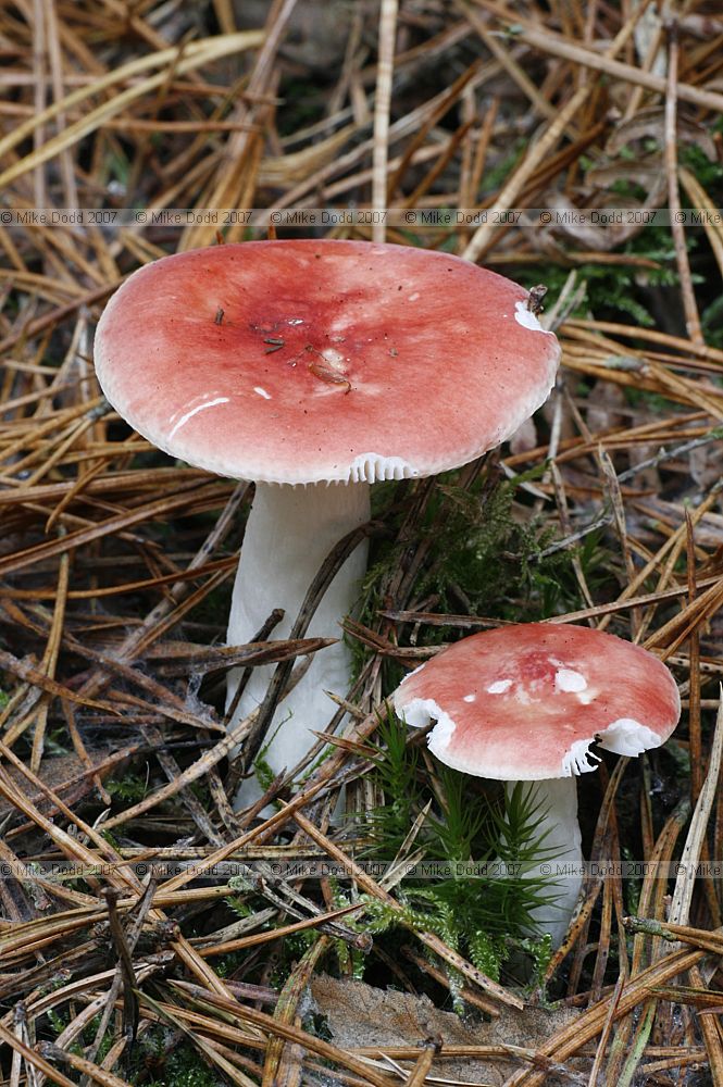 Russula emetica The sickener