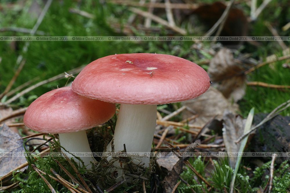 Russula emetica (?)