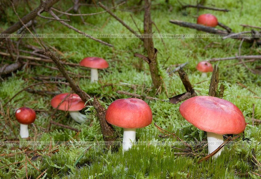 Russula emetica The Sickener under young pine taste quickly very hot