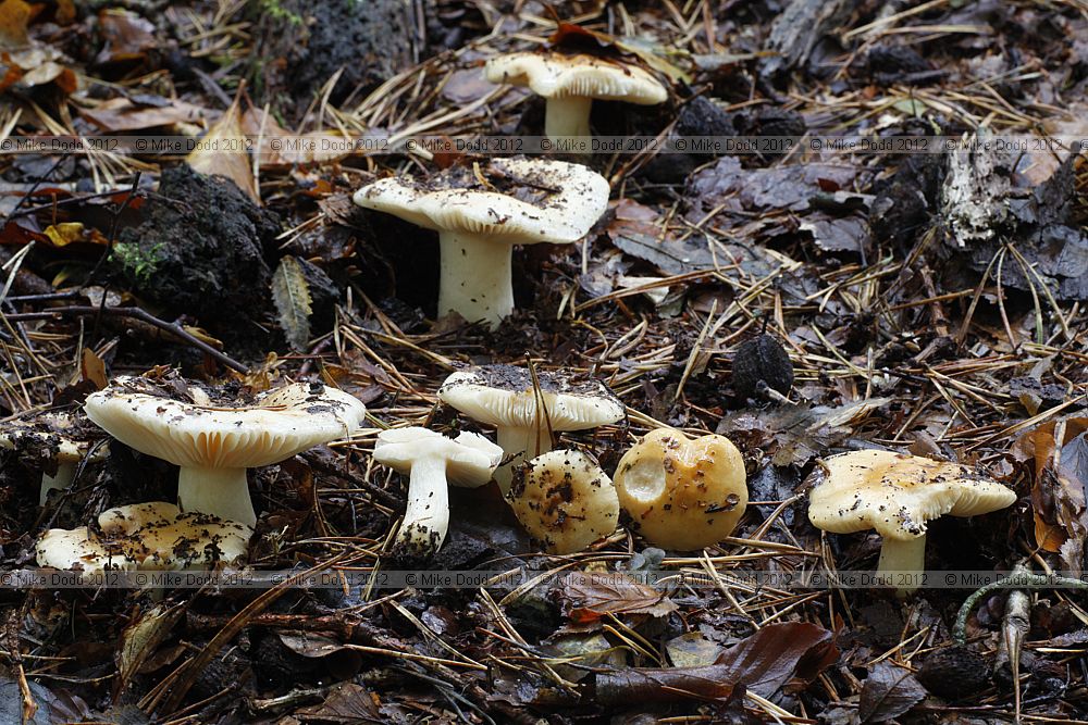 Russula fellea Geranium Brittlegill (smell of geraniums/pelargoniums)