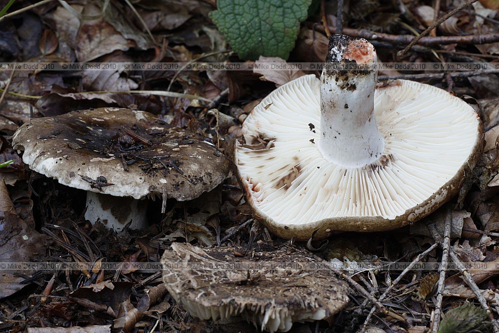 Russula nigricans Blackening Brittlegill