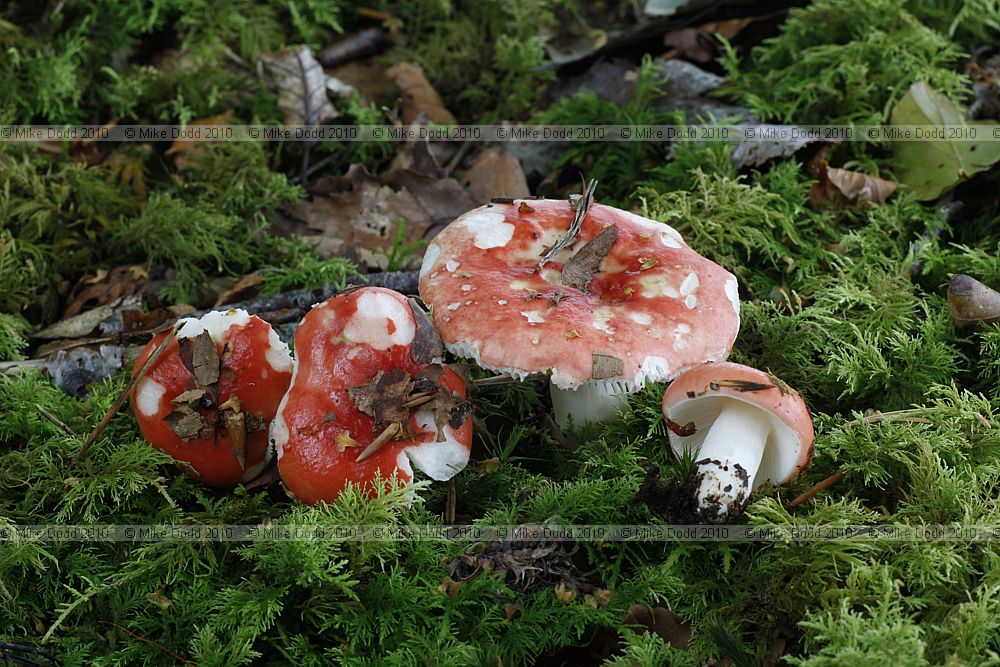 Russula nobilis Beechwood sickener (?)