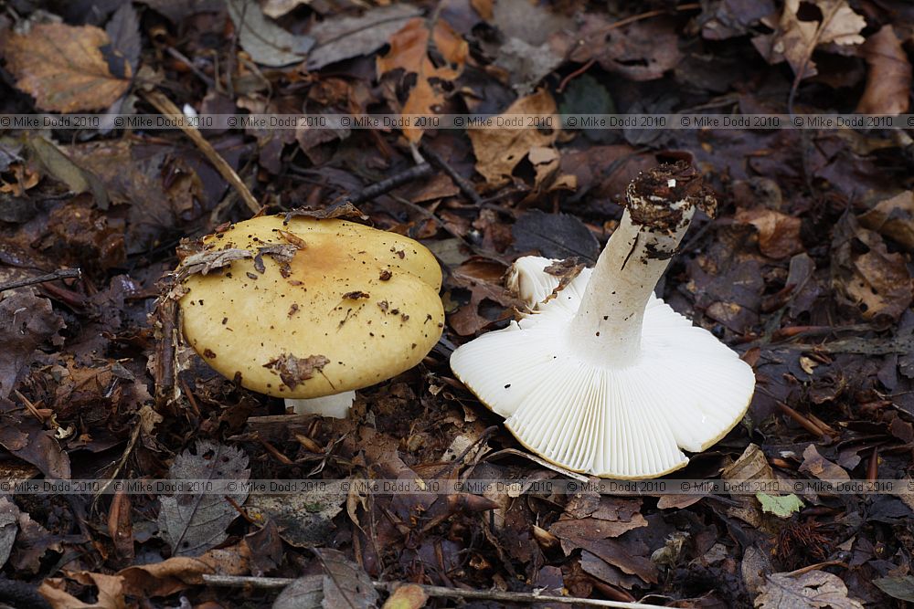 Russula ochroleuca Ochre Brittlegill