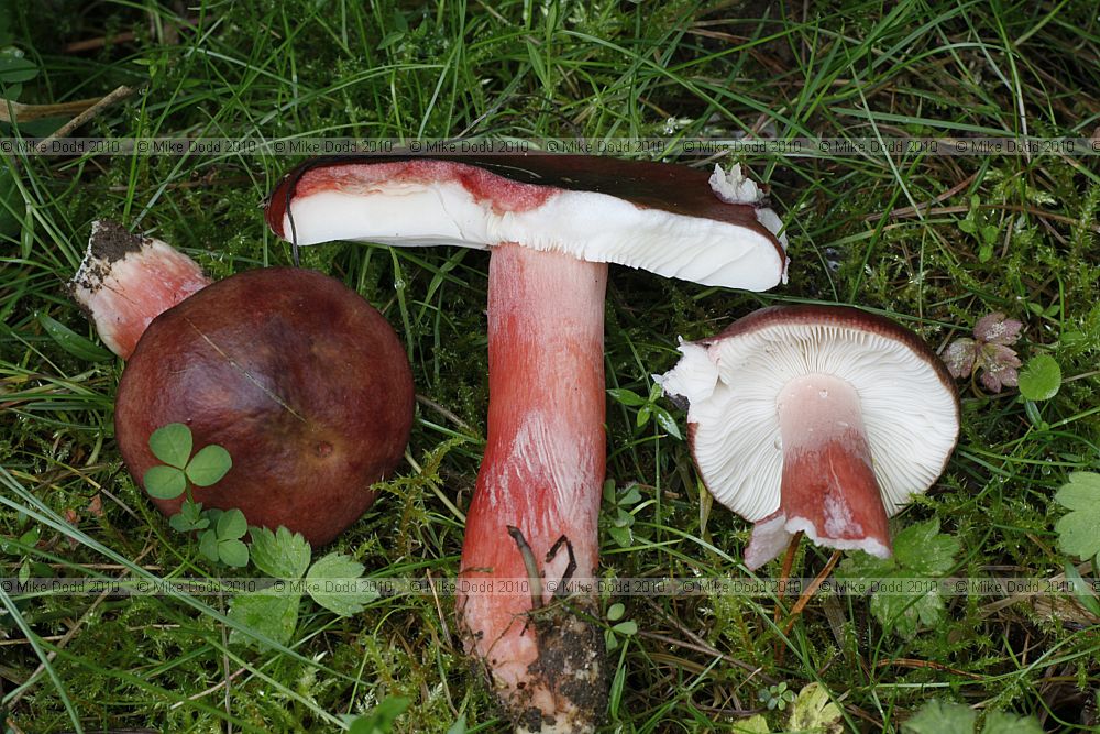 Russula sanguinea