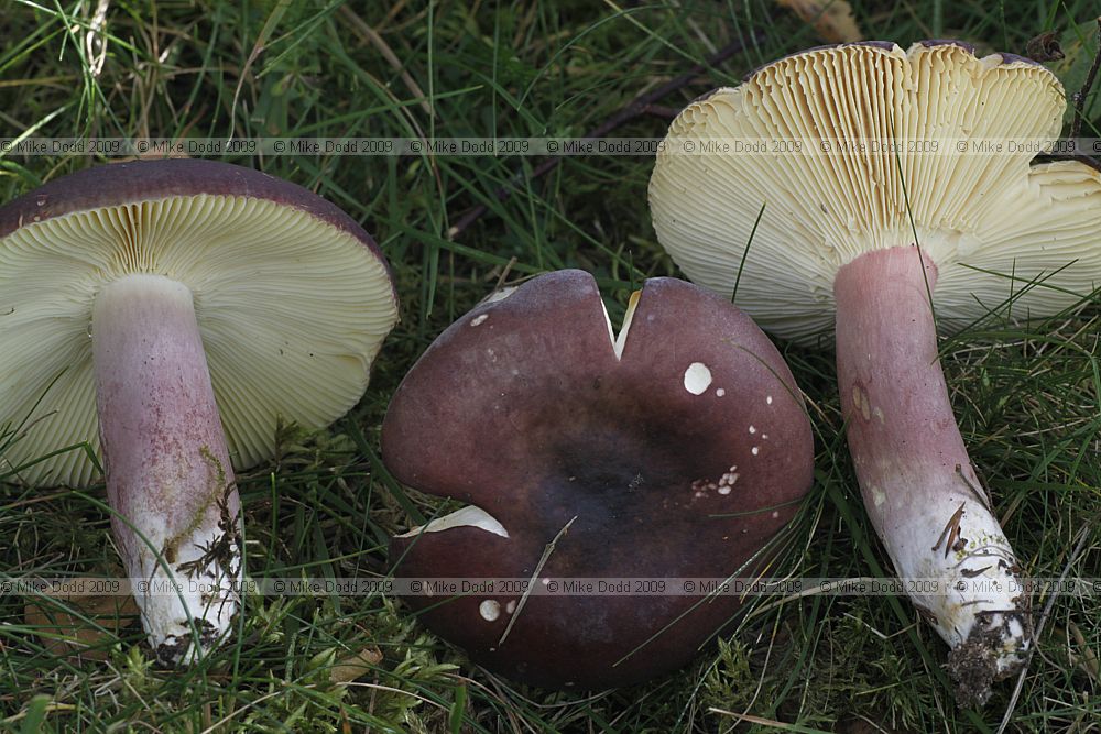 Russula sardonia Primrose Brittlegill under birch and juniper but scots pines not very far away.