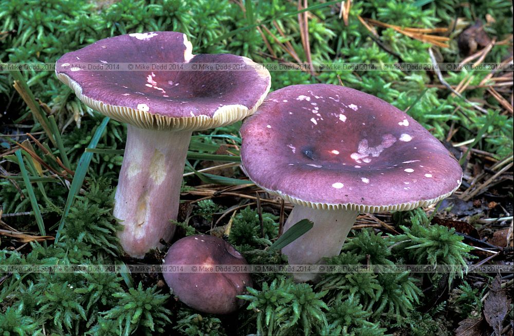 Russula sardonia Primrose brittlegill