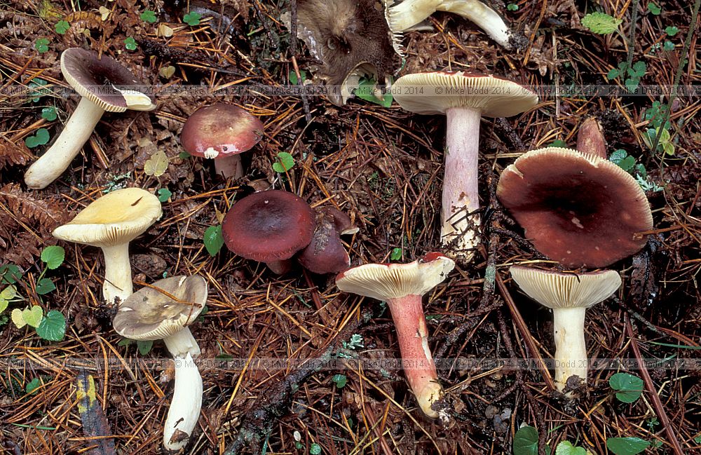 Russula sp. Mixed russulas