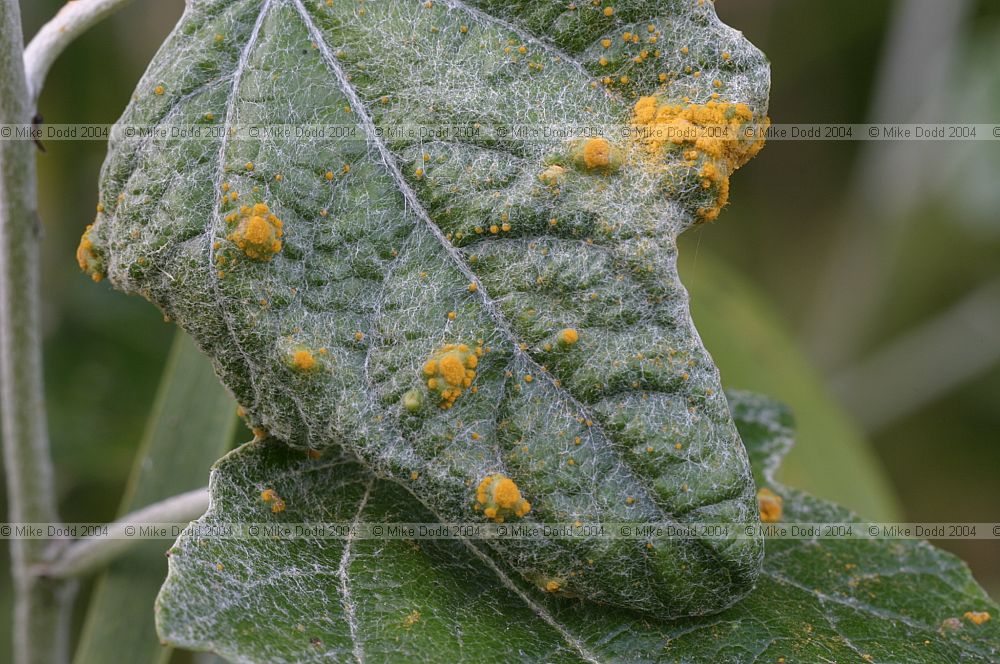 Rust on poplar Melampsora (?)