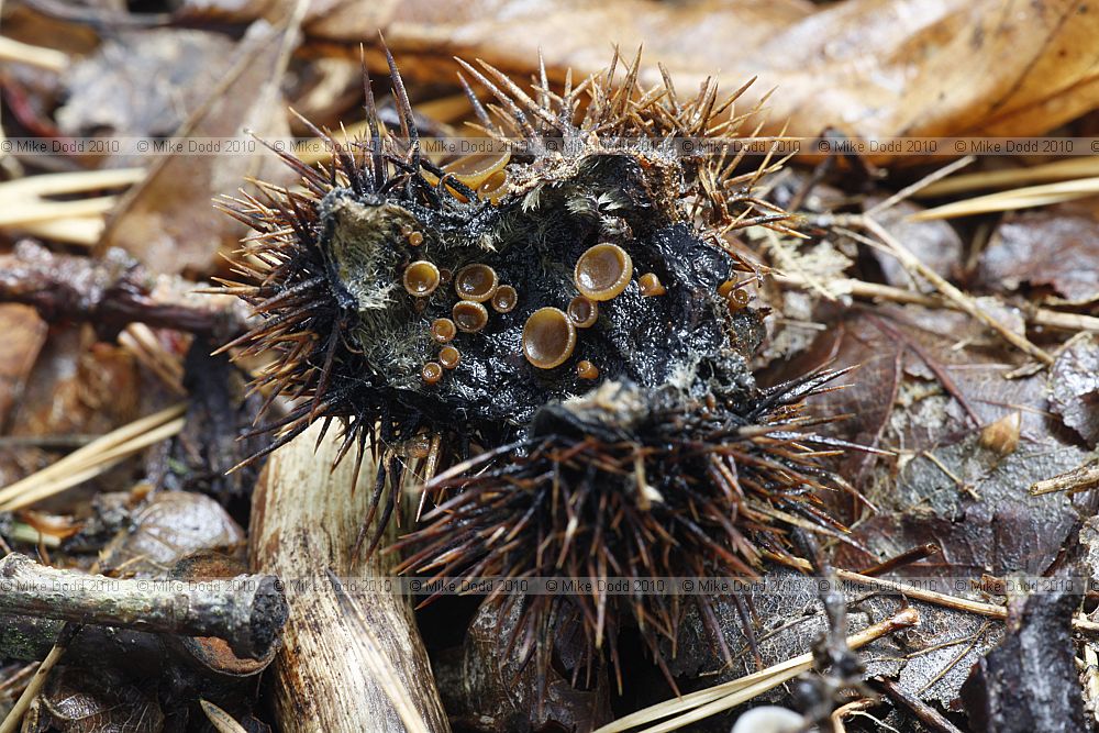 Rutstroemia echinophila