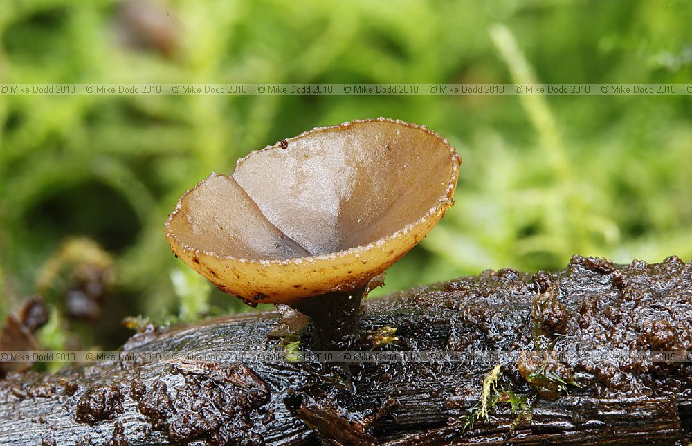 Modified by CombineZP