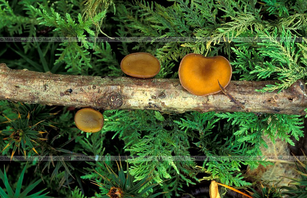 Rutstroemia firma Brown cup