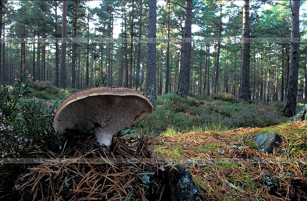 Sarcodon imbricatus Scaly tooth (Sarcodon squamosus) this specimen growing with Pinus sylvestris in scottish highlands