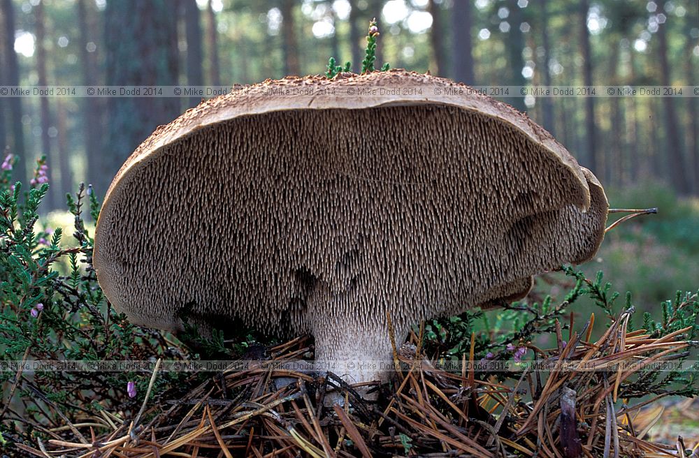 Sarcodon imbricatus Scaly tooth (Sarcodon squamosus) this specimen growing with Pinus sylvestris in scottish highlands