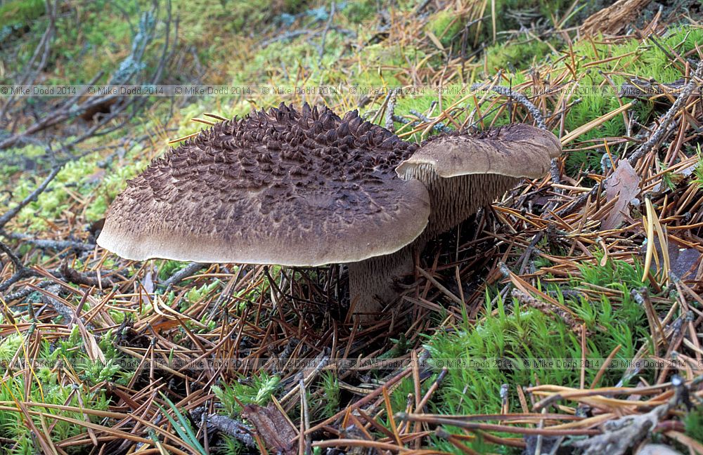 Sarcodon imbricatus Scaly tooth (Sarcodon squamosus) this specimen growing with Pinus sylvestris in scottish highlands