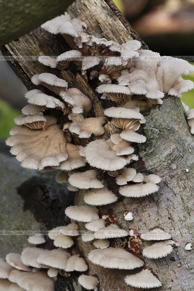 Schizophyllum commune Splitgill