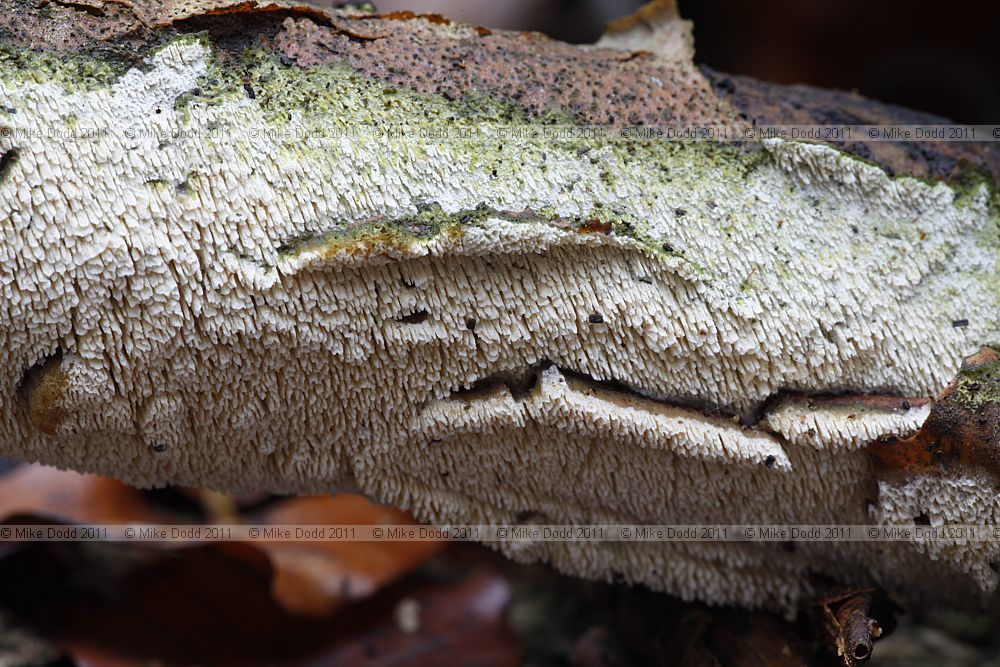 Schizopora paradoxa Split Porecrust