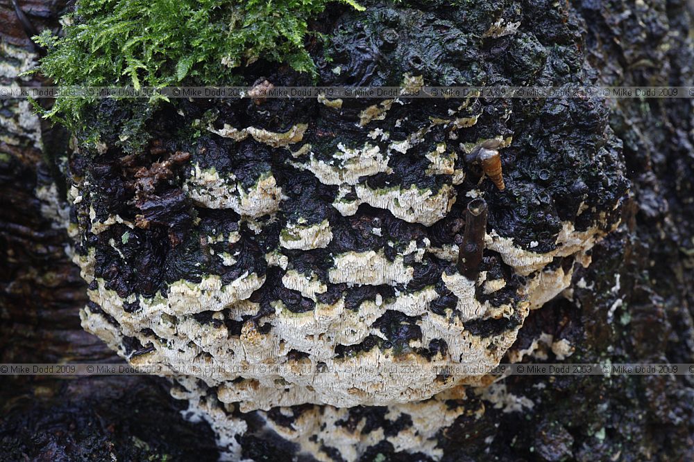 Schizopora paradoxa Split Porecrust (??)