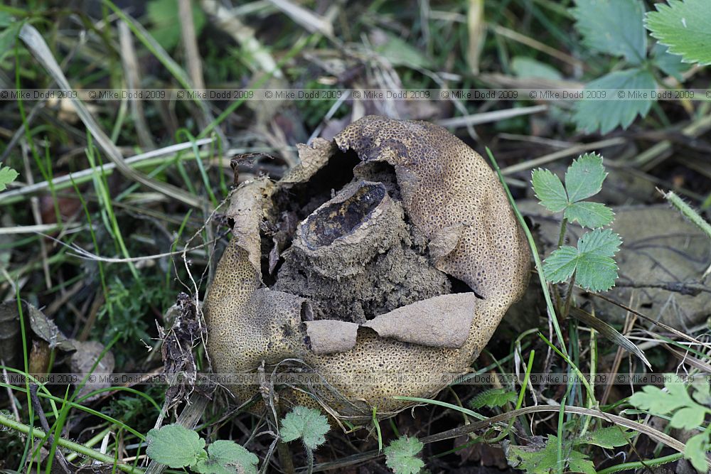 Scleroderma areolatum Leopard-spotted Earthball (?)