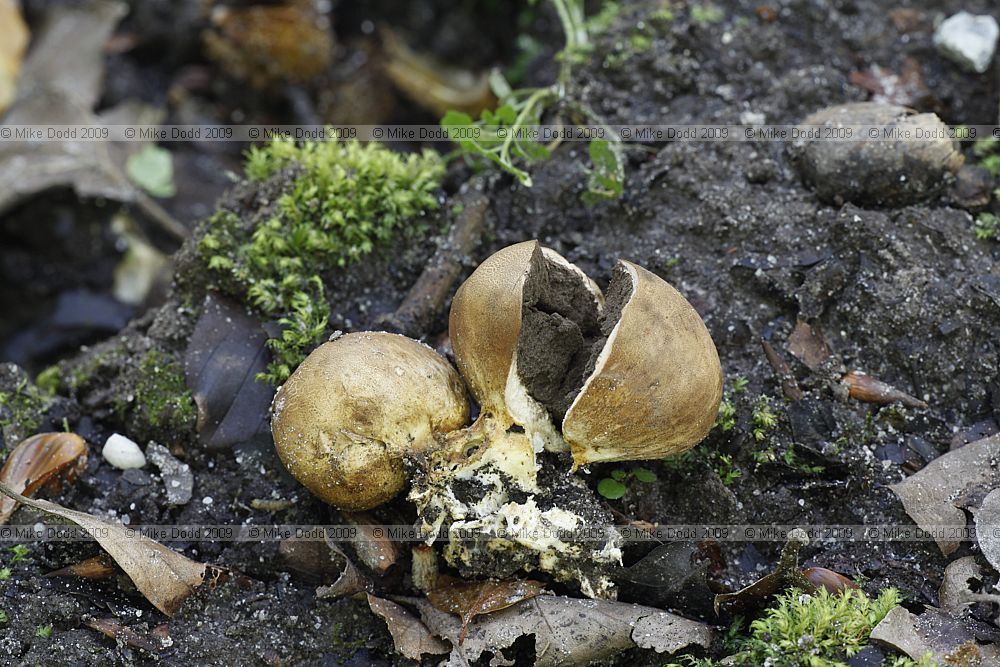 Scleroderma bovista Potato Earthball