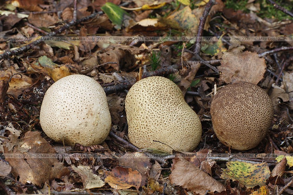 Scleroderma citrinum Common Earthball except one on right which is probably Scleroderma verrucosum