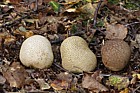 Scleroderma citrinum Common Earthball except one on right which is probably Scleroderma verrucosum