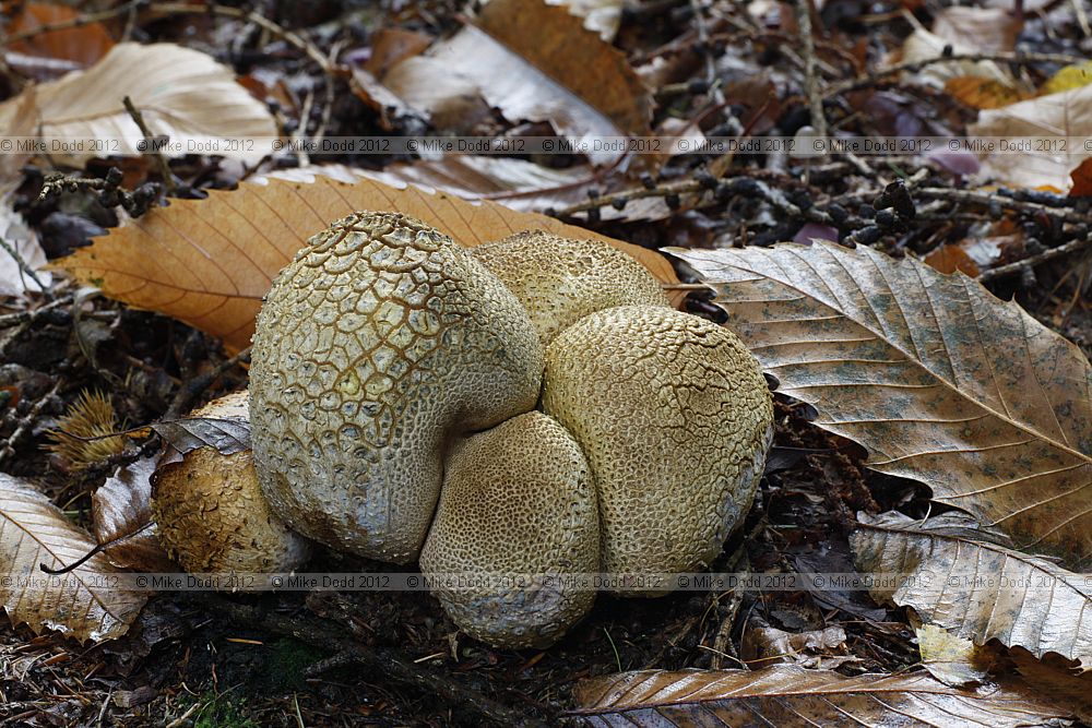 Scleroderma citrinum Common Earthball