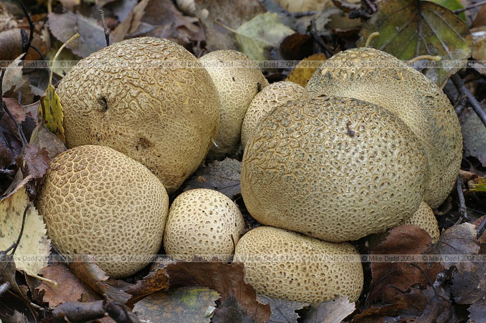 Scleroderma citrinum Common earthball